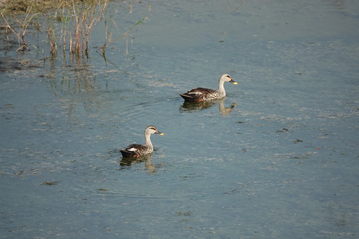 Indian Spot-billed Duck - ML624106761