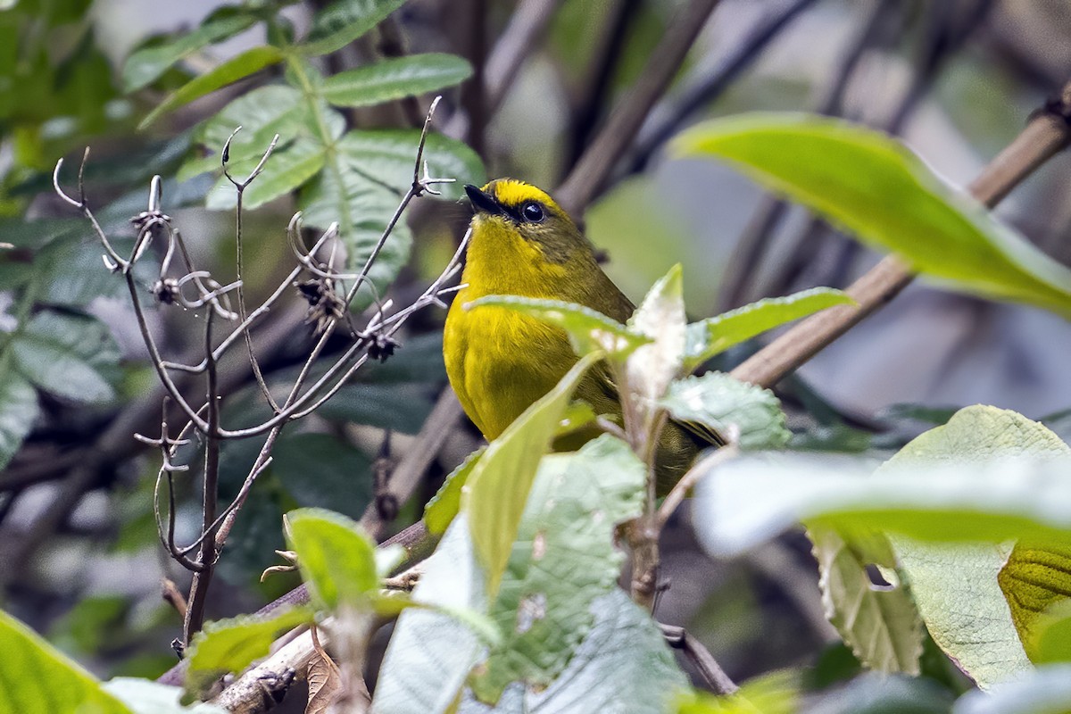Citrine Warbler - ML624106762