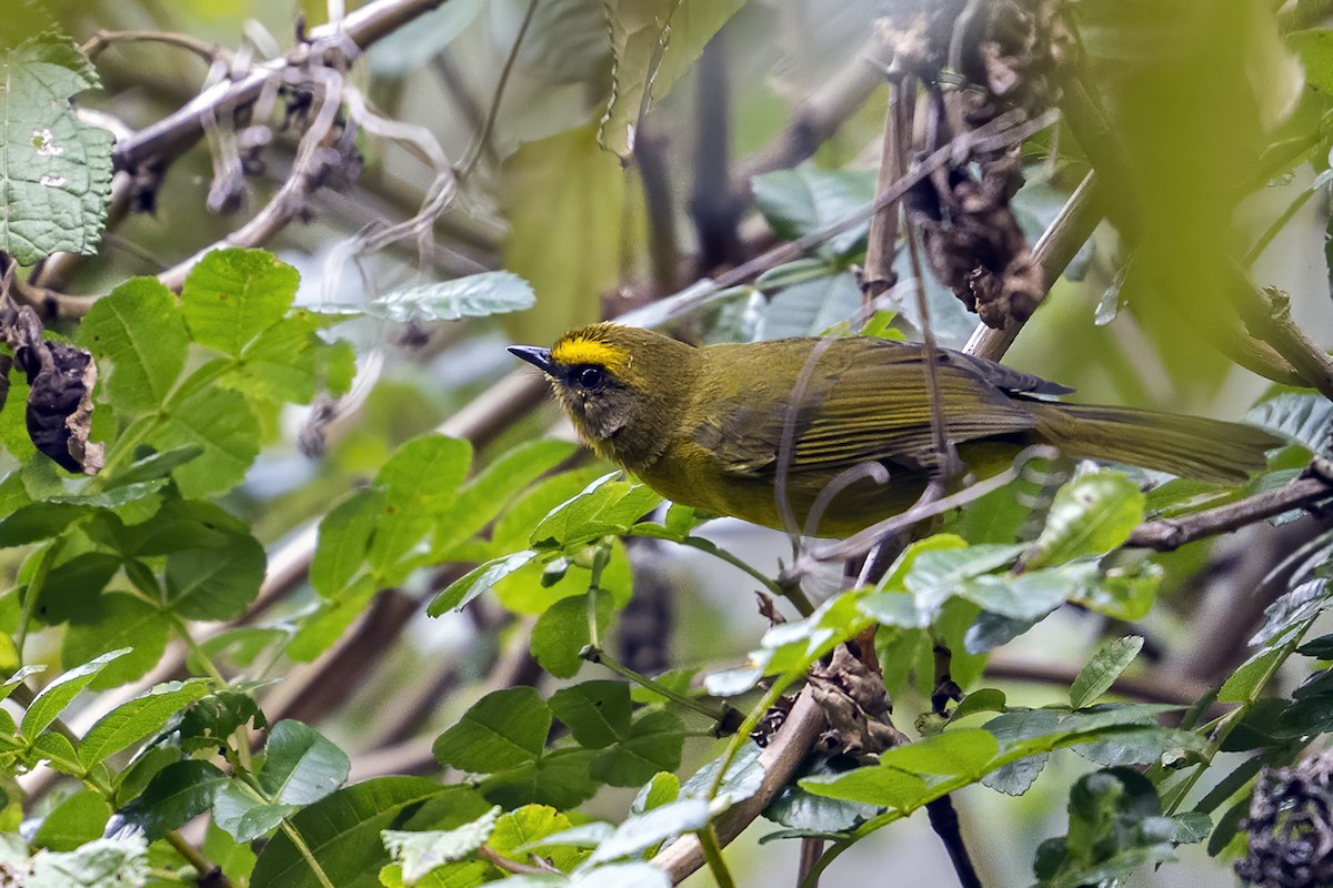 Citrine Warbler - ML624106763
