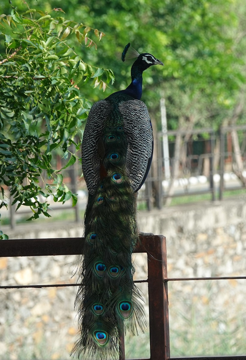 Indian Peafowl - ML624106770