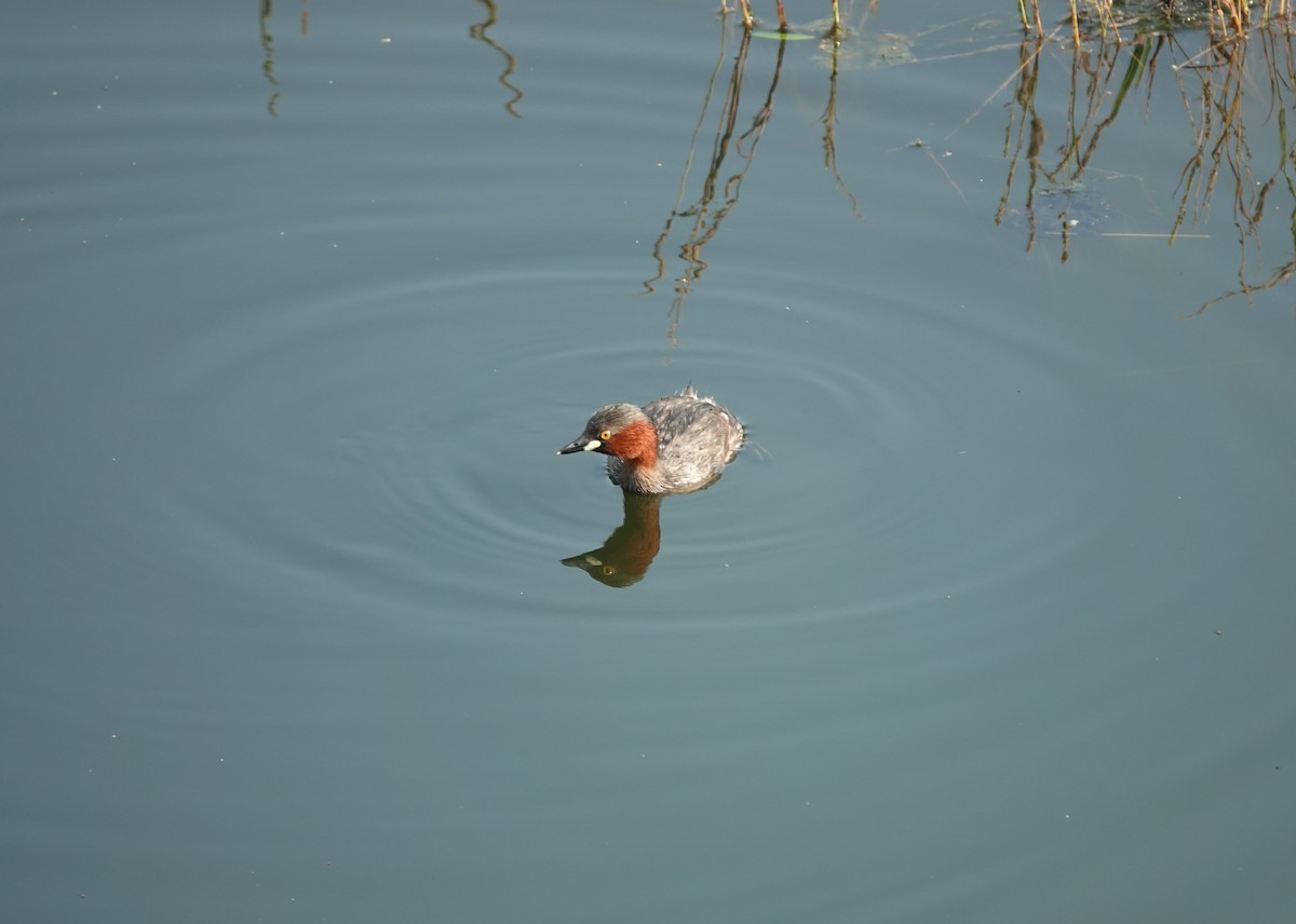 Little Grebe - Prof Chandan Singh Dalawat