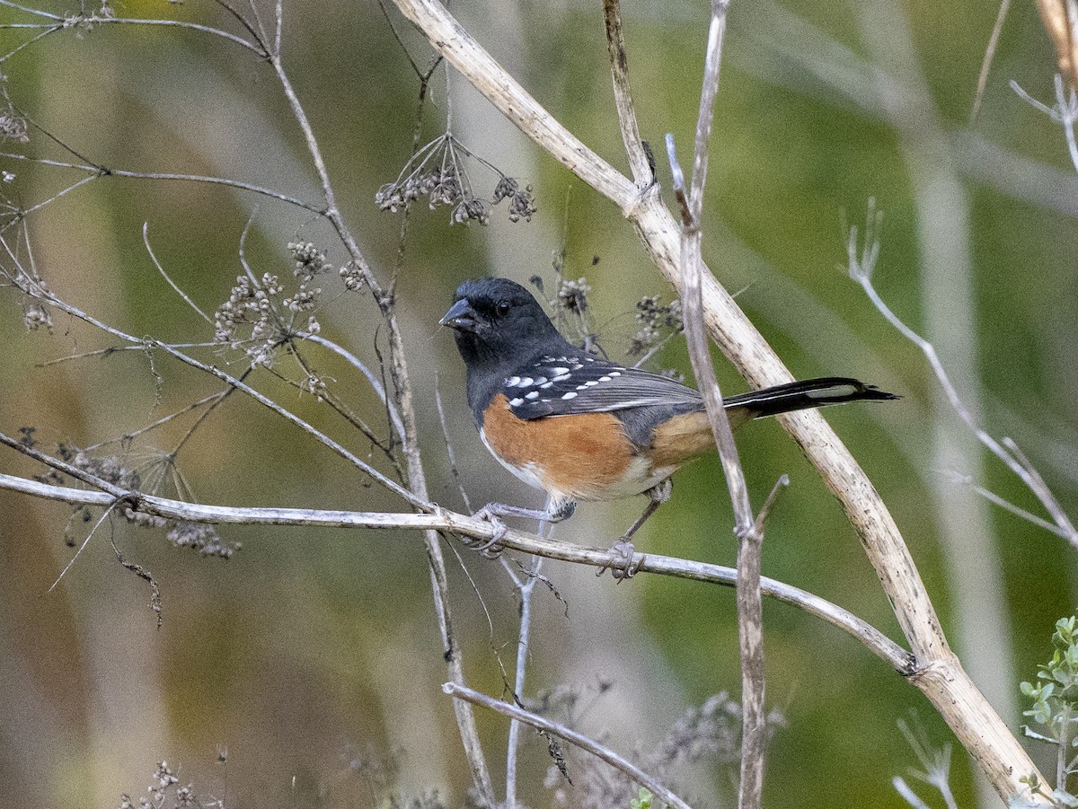 Spotted Towhee - ML624106830