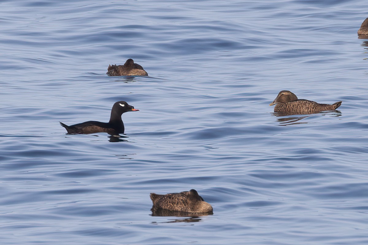 White-winged Scoter - ML624106841