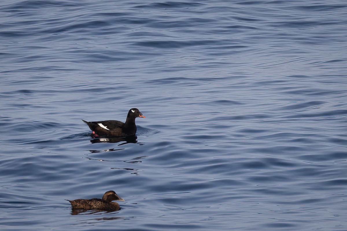 White-winged Scoter - ML624106842