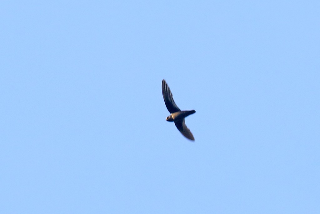 White-fronted Swift - ML624106853