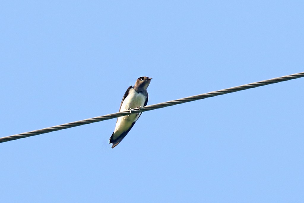 Hirondelle du Sinaloa - ML624106857