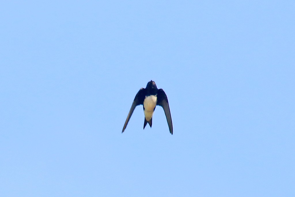 Hirondelle du Sinaloa - ML624106858