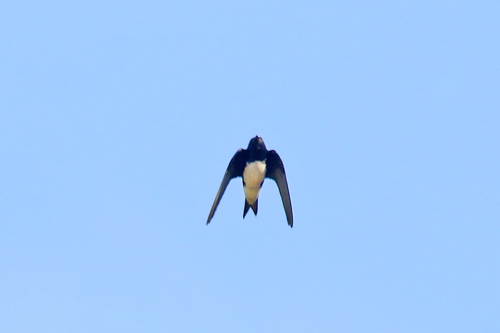 Golondrina Sinaloense - ML624106858