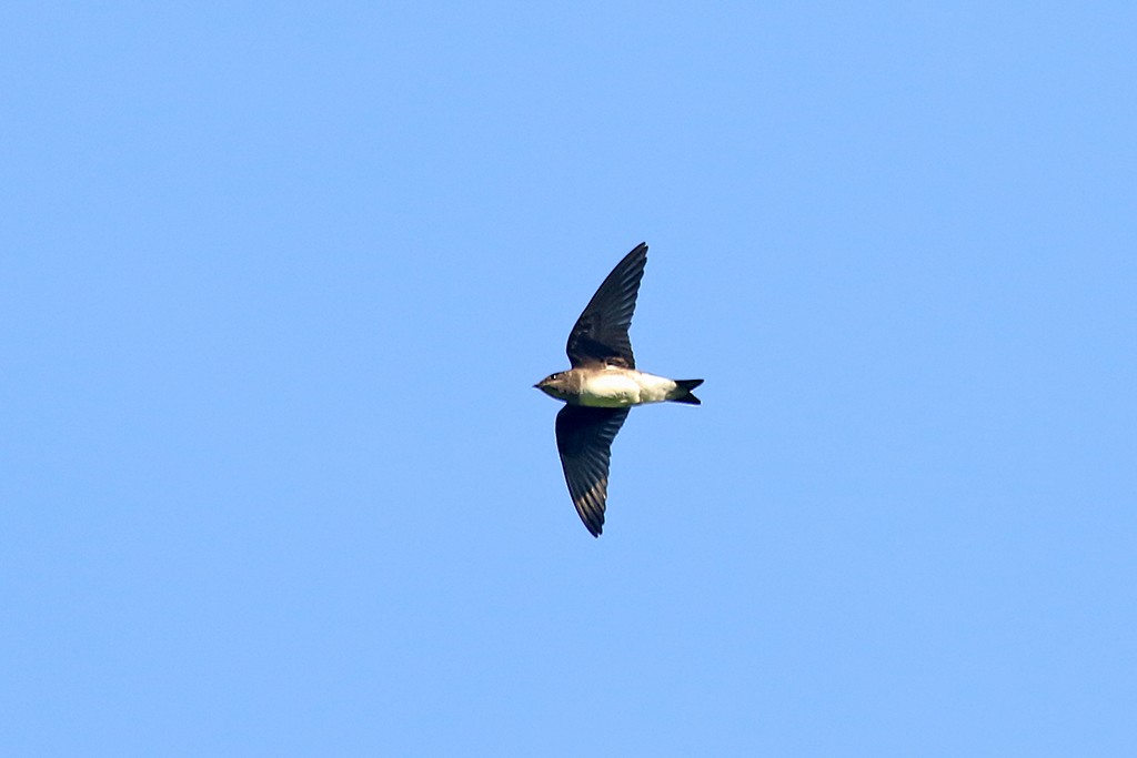 Hirondelle du Sinaloa - ML624106859