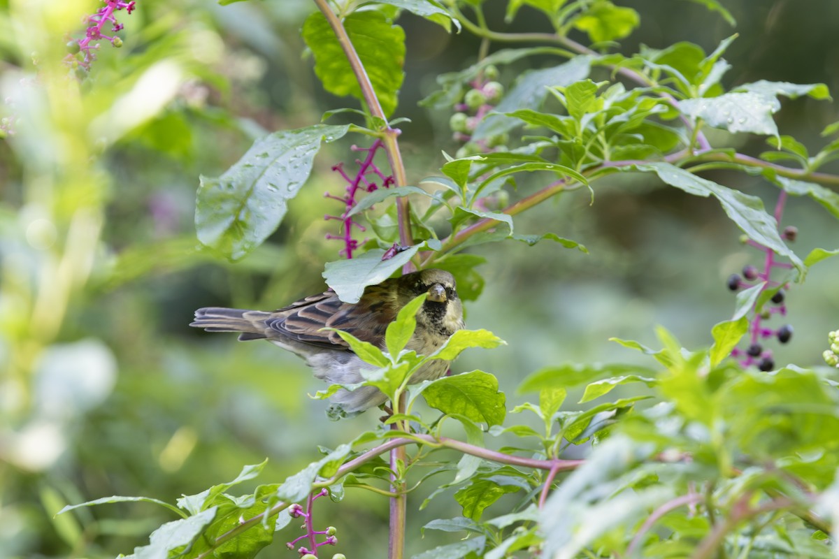 House Sparrow - Doris Moreira Douek