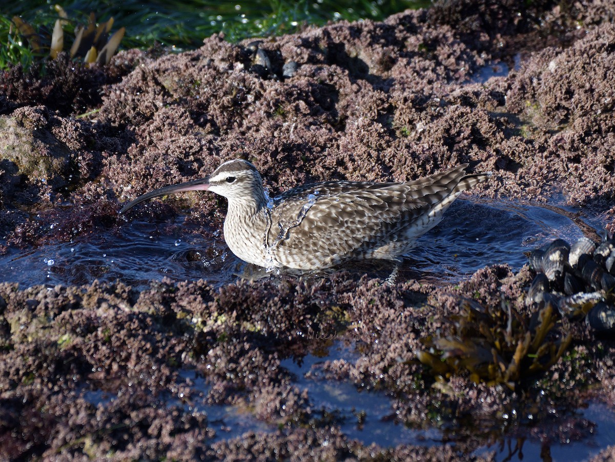 Whimbrel - ML624106897