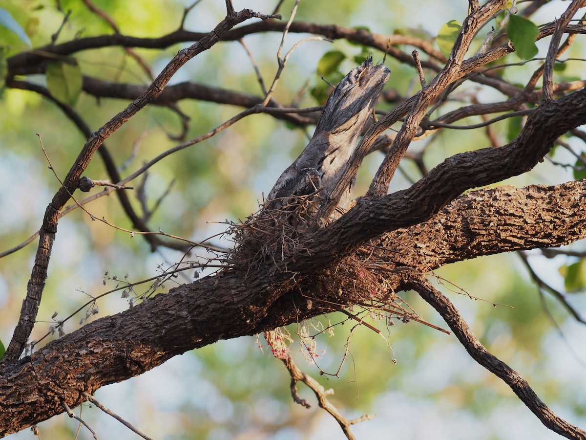 Tawny Frogmouth - ML624106930