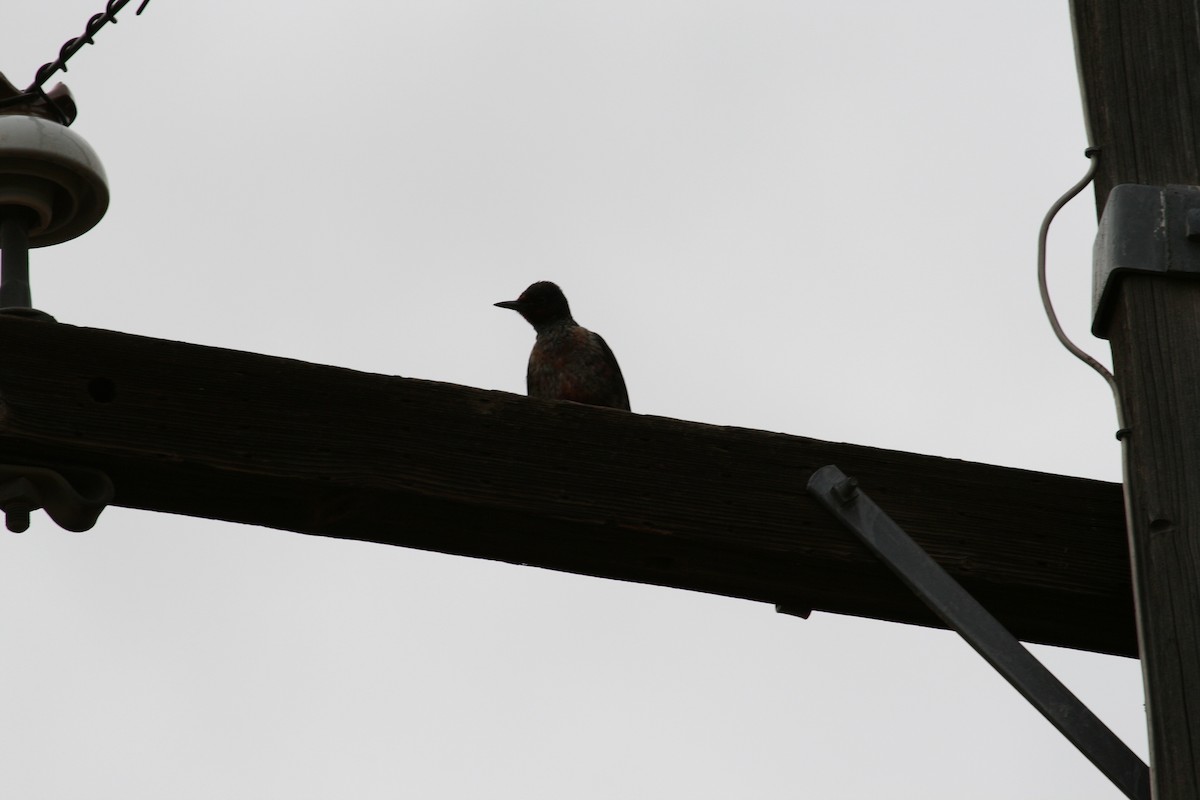 Lewis's Woodpecker - ML624106938