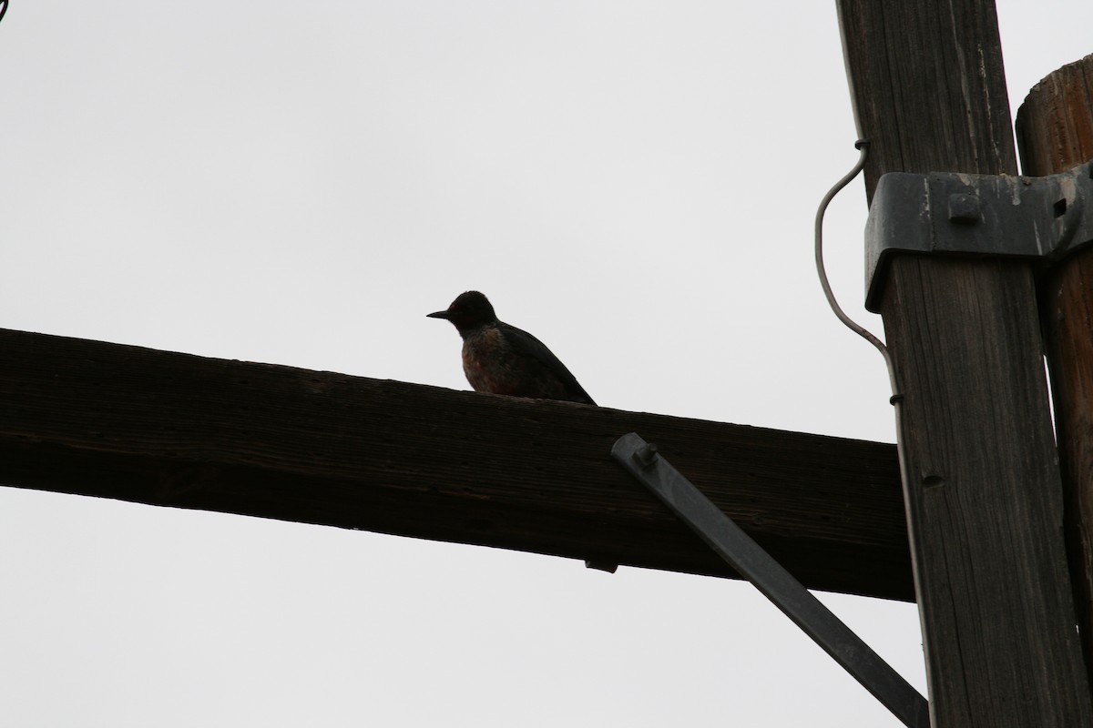 Lewis's Woodpecker - ML624106939