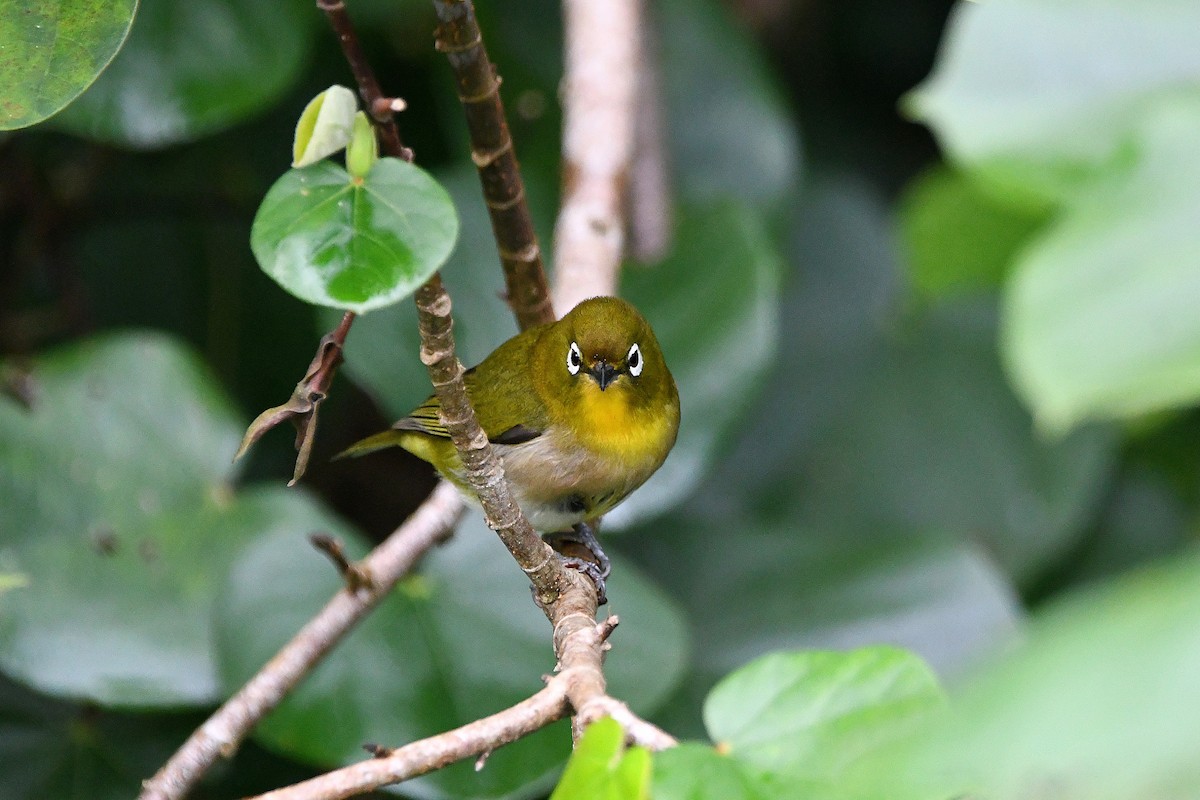 Warbling White-eye - ML624106949