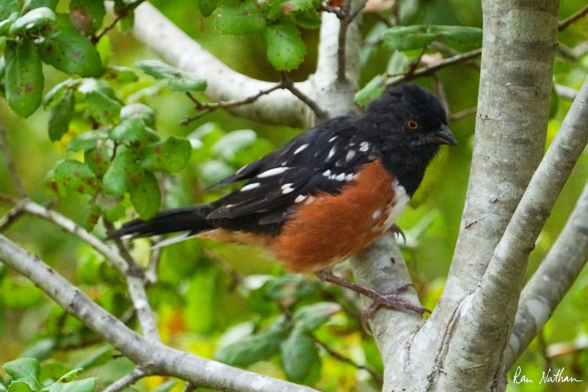 Spotted Towhee - ML624106952