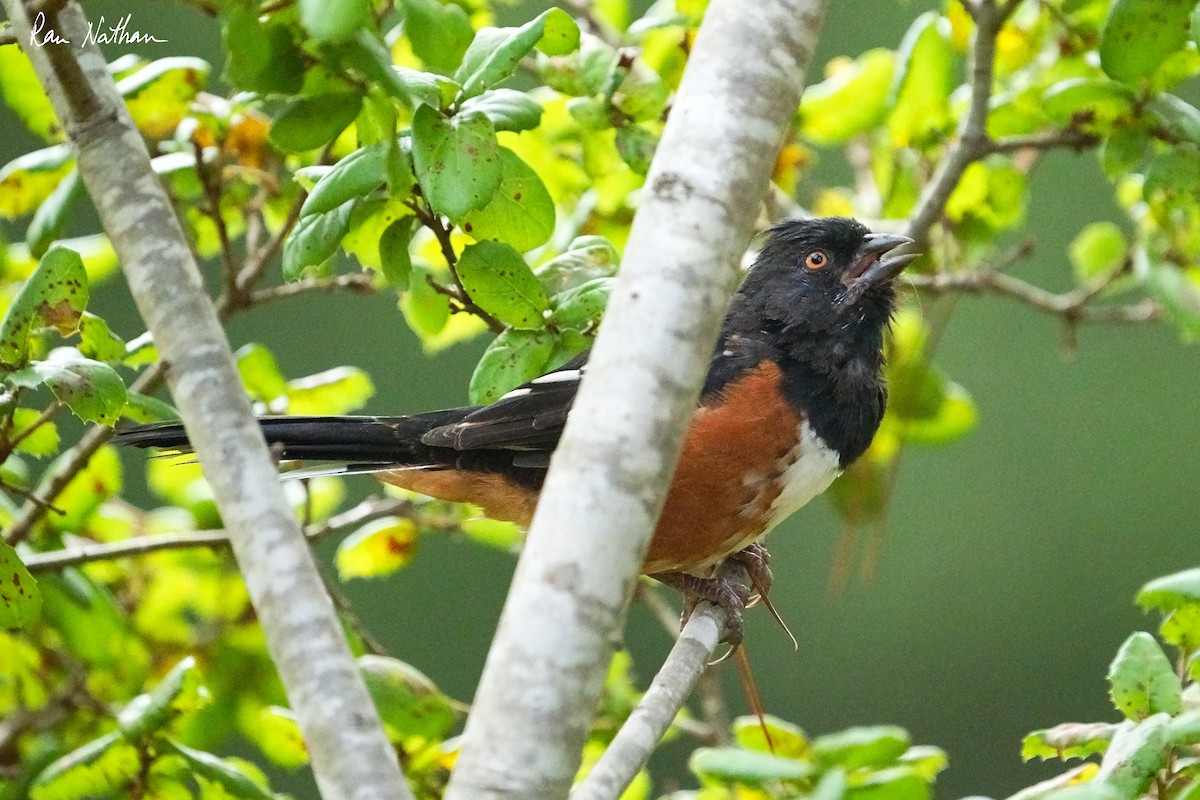 Spotted Towhee - ML624106955