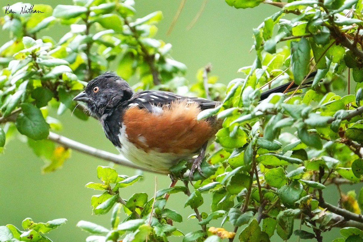 Spotted Towhee - ML624106957