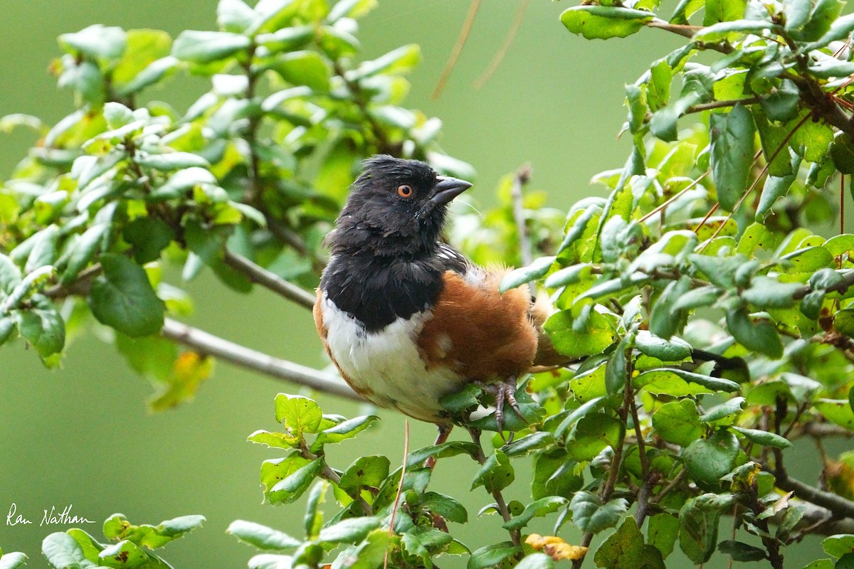 Spotted Towhee - ML624106959