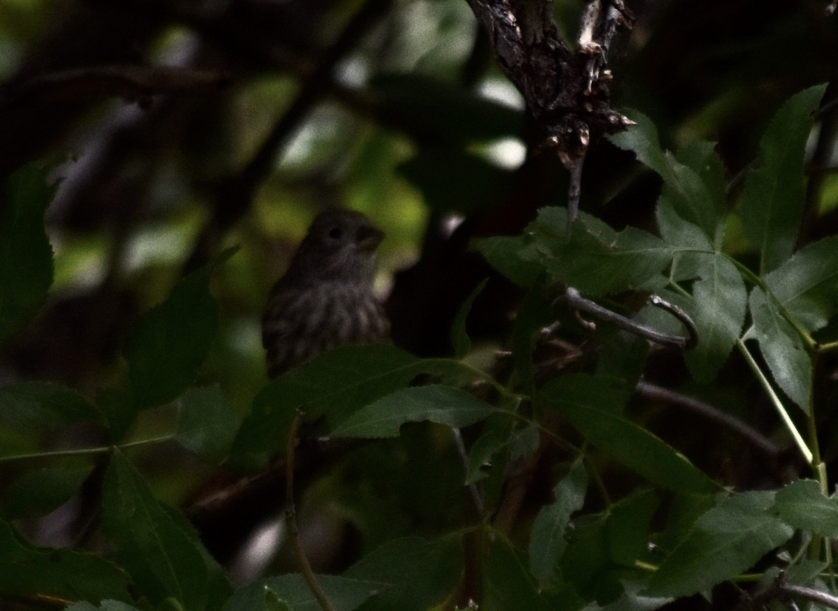 House Finch - ML624106960