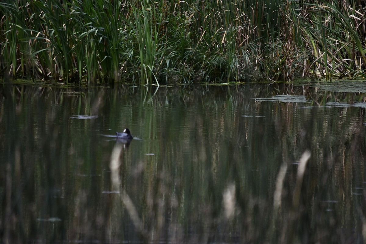 American Coot (Red-shielded) - ML624106974