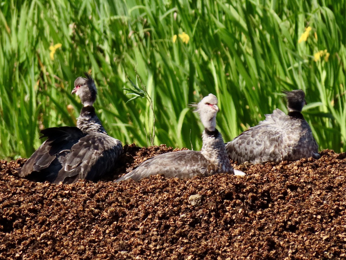 Southern Screamer - ML624106980