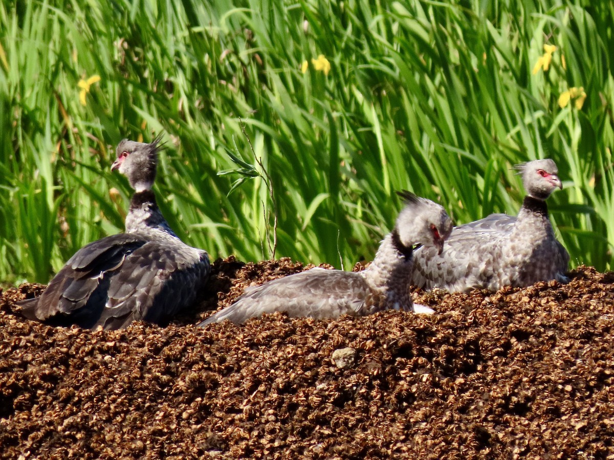 Southern Screamer - Daniel Arias-Cruzatty @urban_ornis