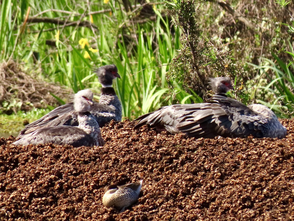 Southern Screamer - ML624106982