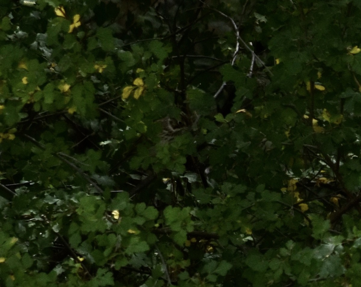 Lincoln's Sparrow - ML624106985