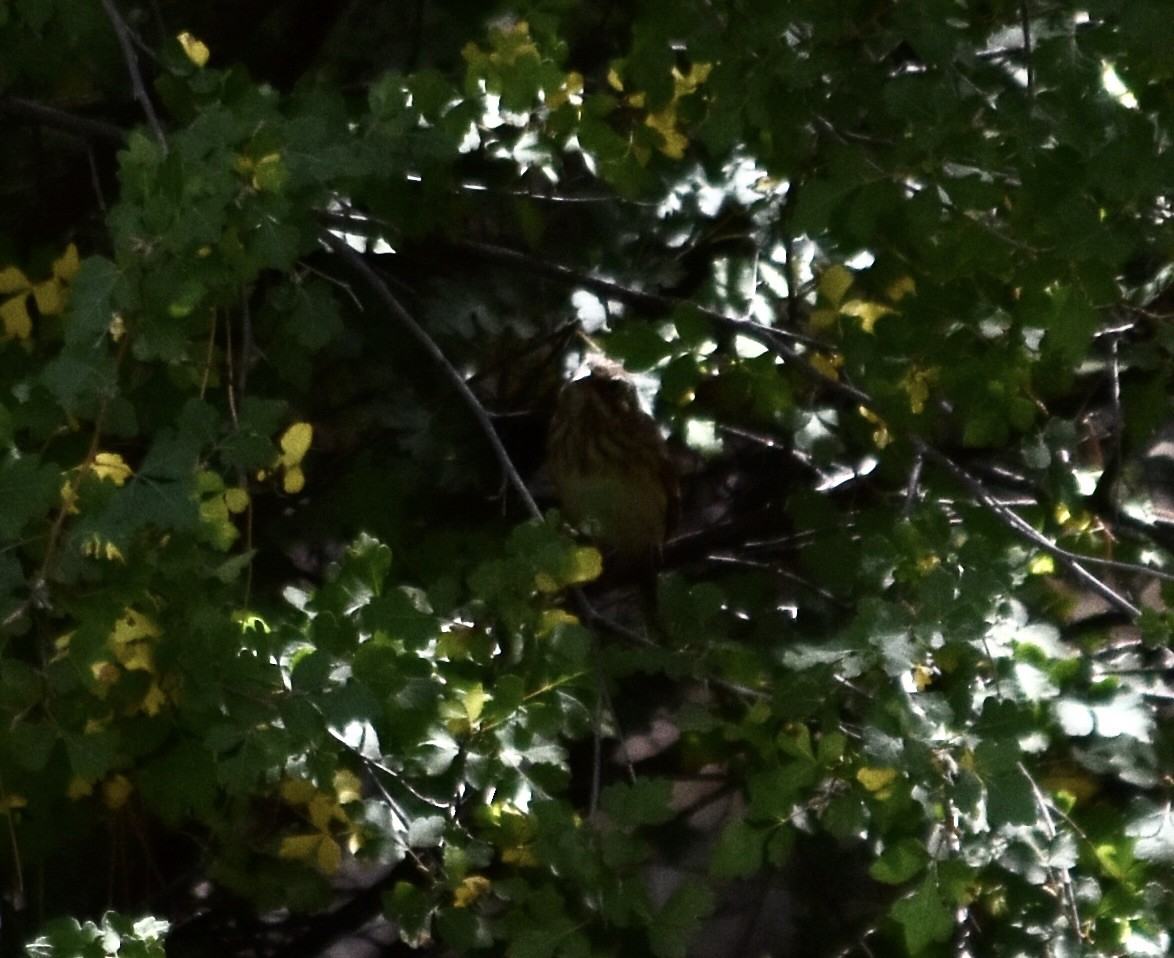 Lincoln's Sparrow - ML624106990