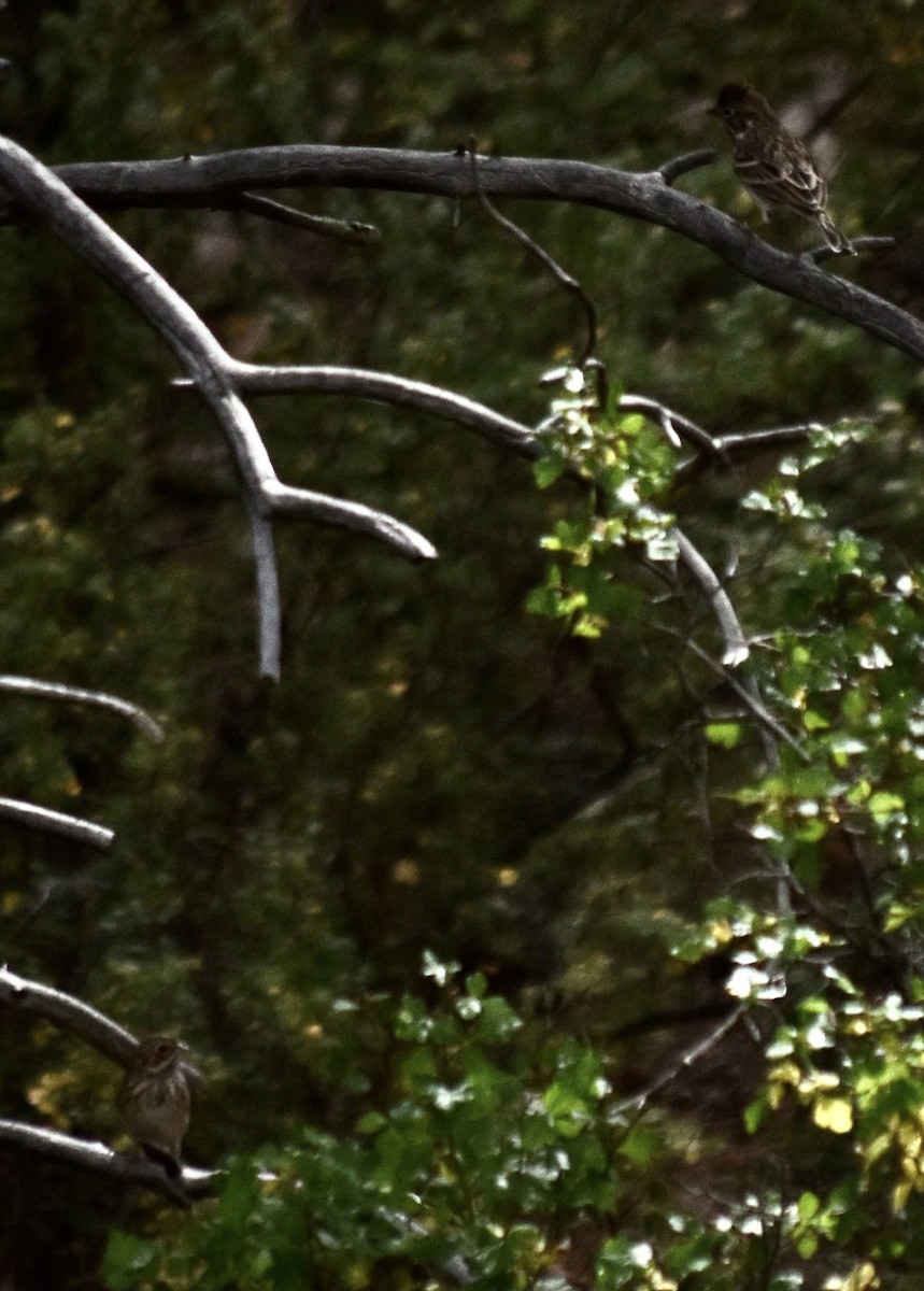 Lincoln's Sparrow - ML624106994