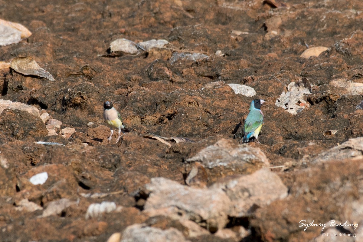 Diamante de Gould - ML624107011