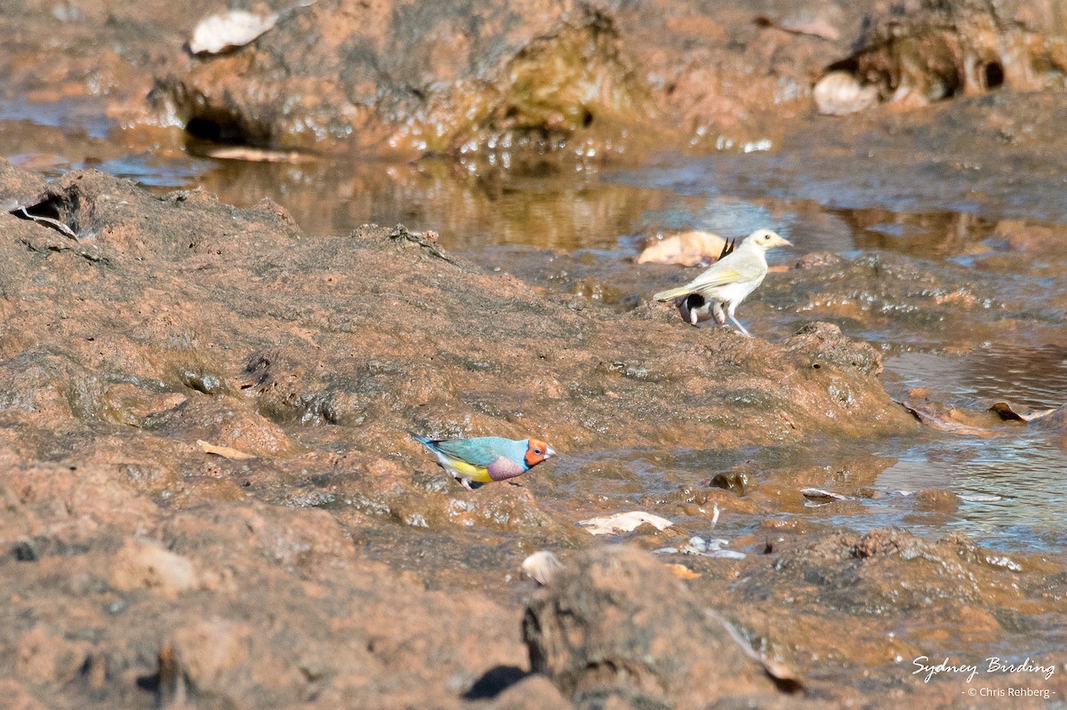 Diamante de Gould - ML624107013