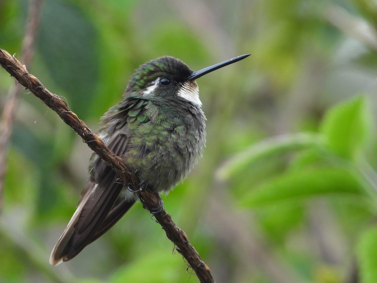 White-throated Mountain-gem - ML624107017