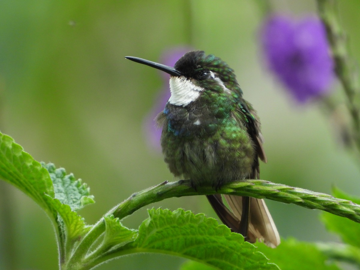 White-throated Mountain-gem - ML624107018