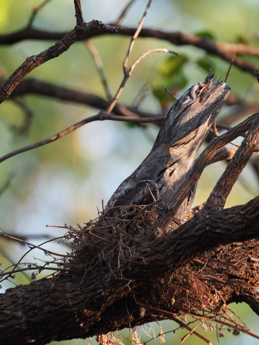 Tawny Frogmouth - ML624107029