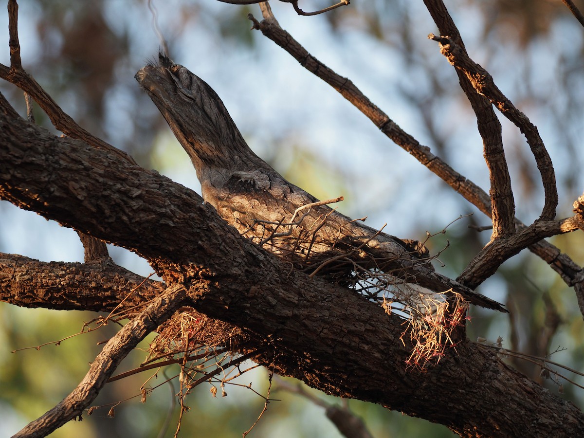 Tawny Frogmouth - ML624107032