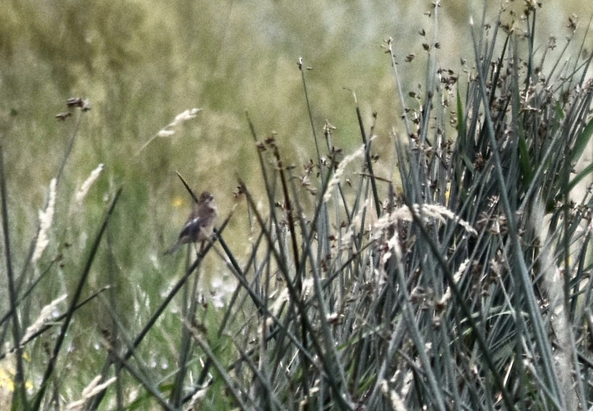 Indigo Bunting - ML624107037