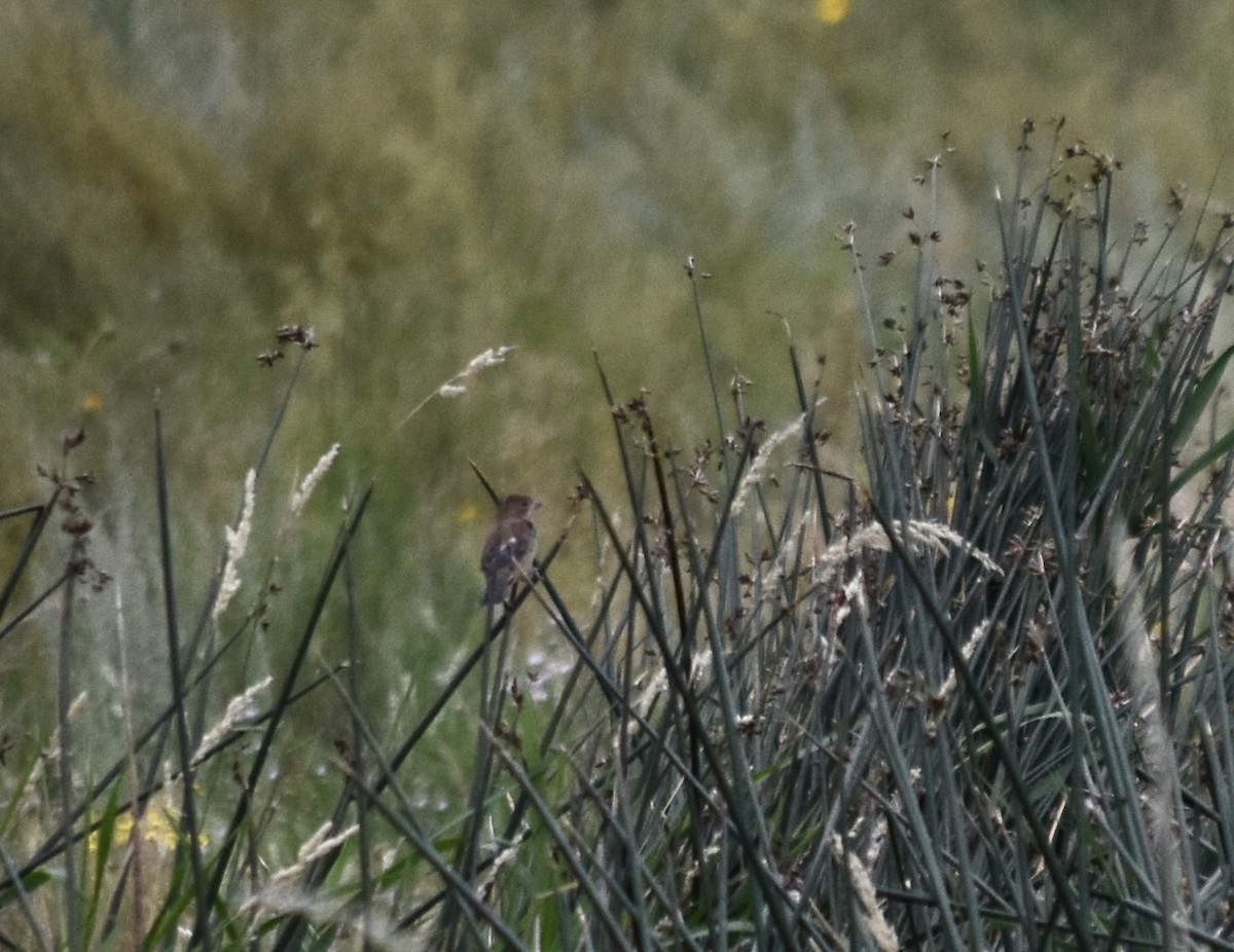 Indigo Bunting - ML624107038