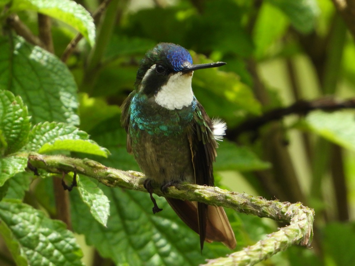 White-throated Mountain-gem - ML624107039