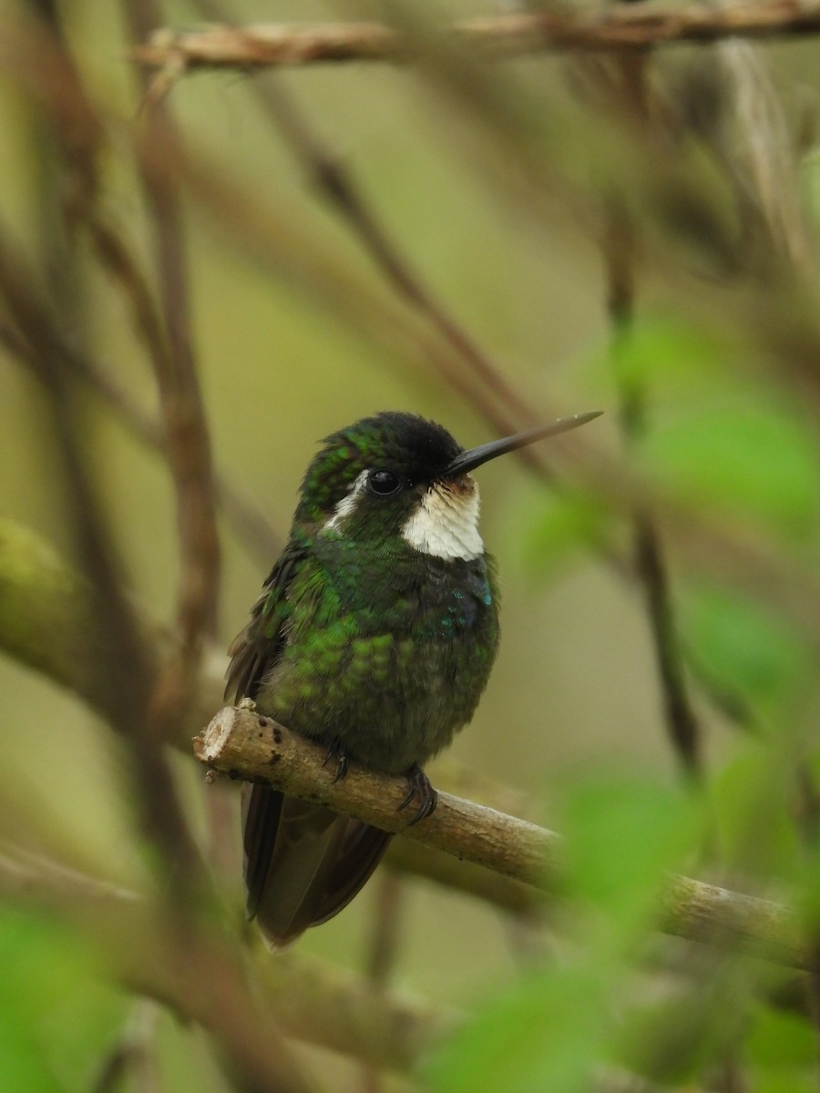 White-throated Mountain-gem - ML624107040