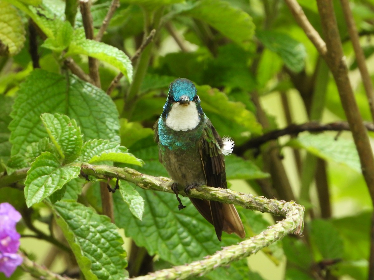 White-throated Mountain-gem - ML624107041