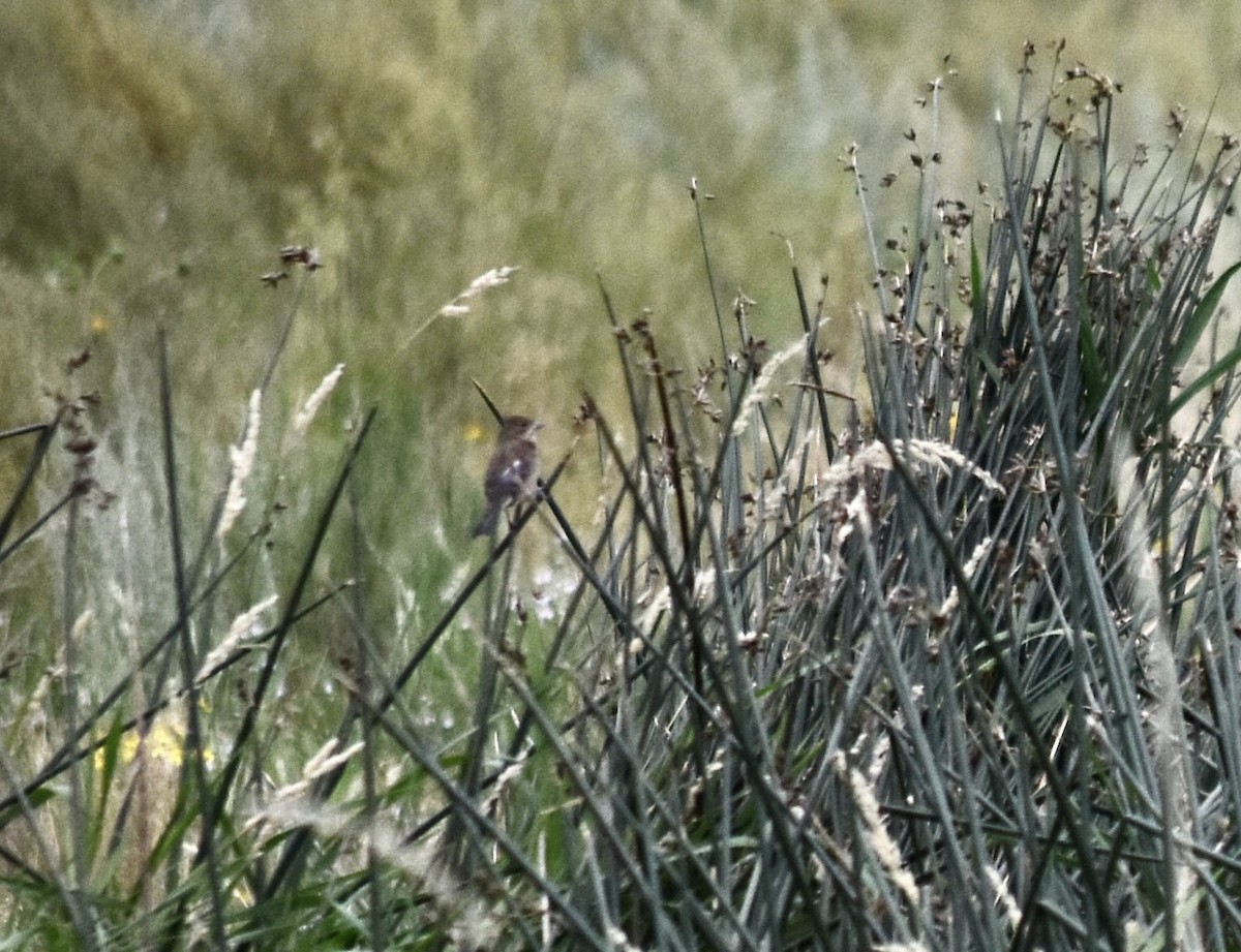 Indigo Bunting - ML624107045