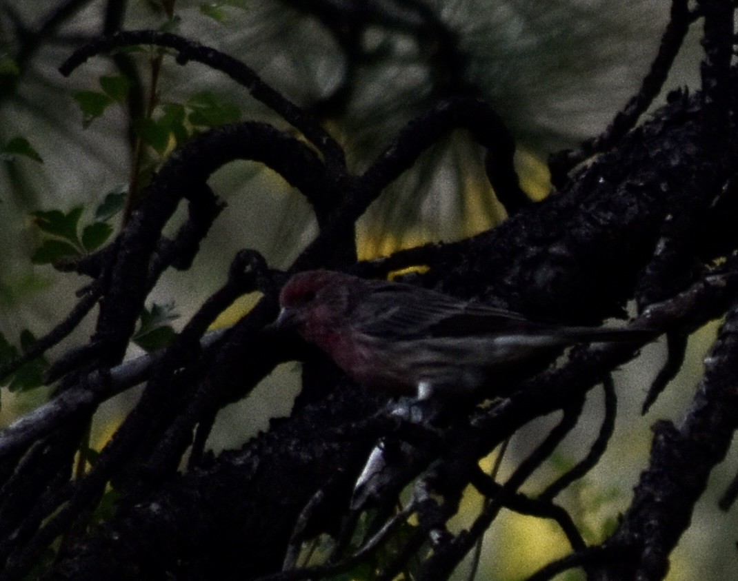 House Finch - ML624107058