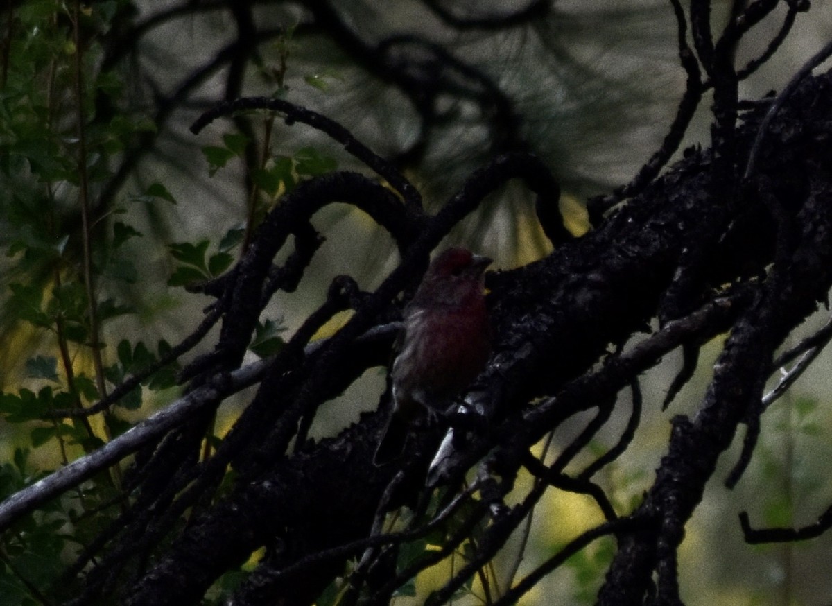 House Finch - Larry Langstaff