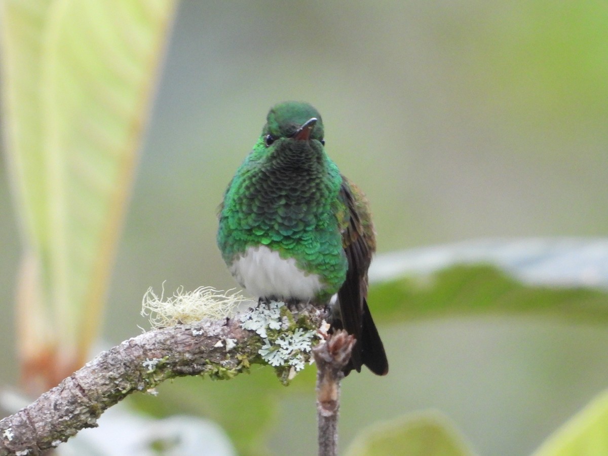 Snowy-bellied Hummingbird - ML624107063