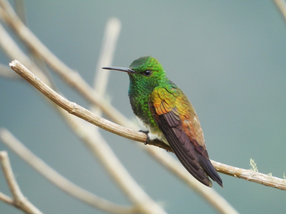 Snowy-bellied Hummingbird - ML624107064