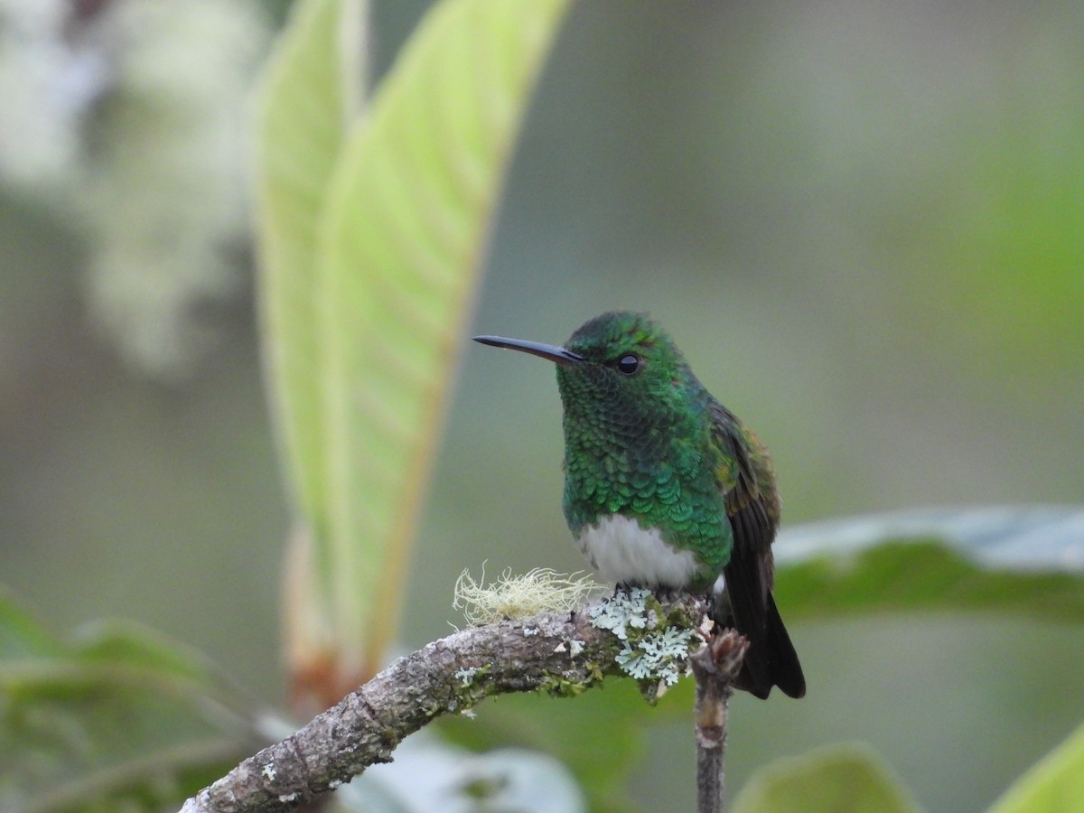 Snowy-bellied Hummingbird - ML624107065