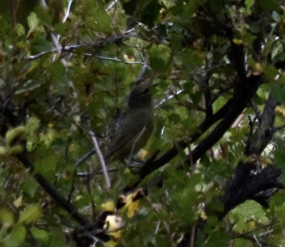 MacGillivray's Warbler - ML624107066