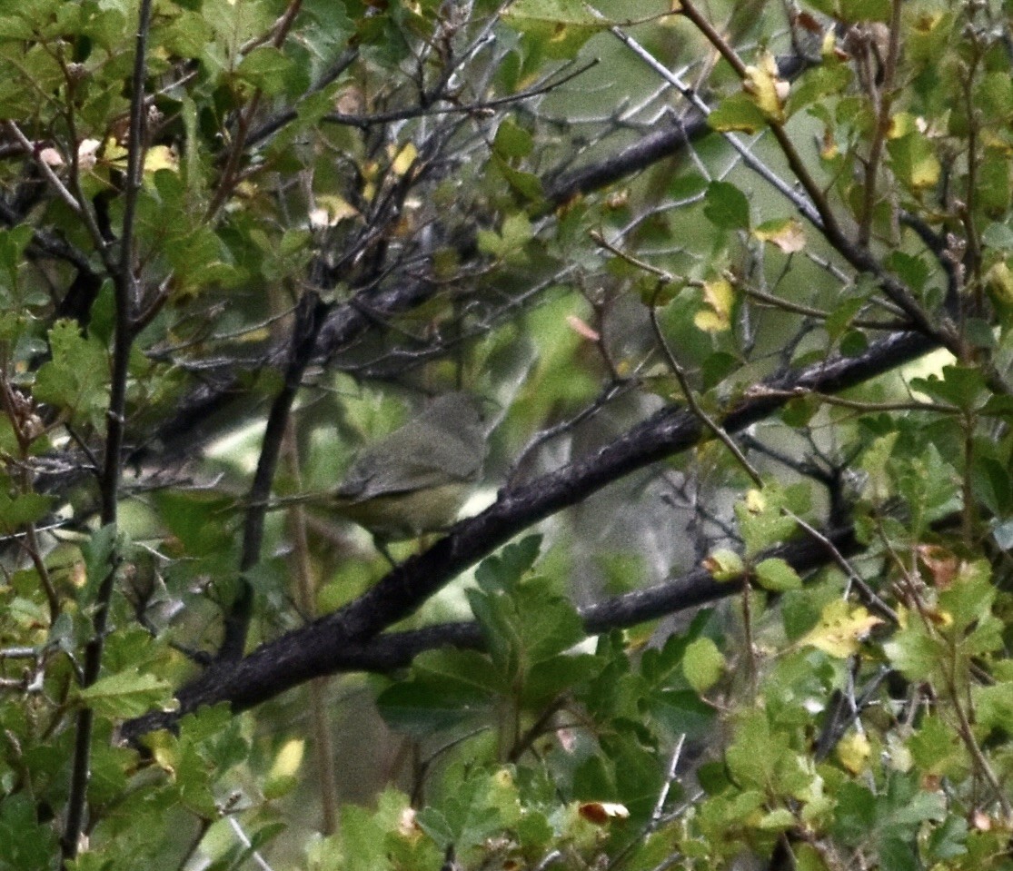 MacGillivray's Warbler - ML624107068